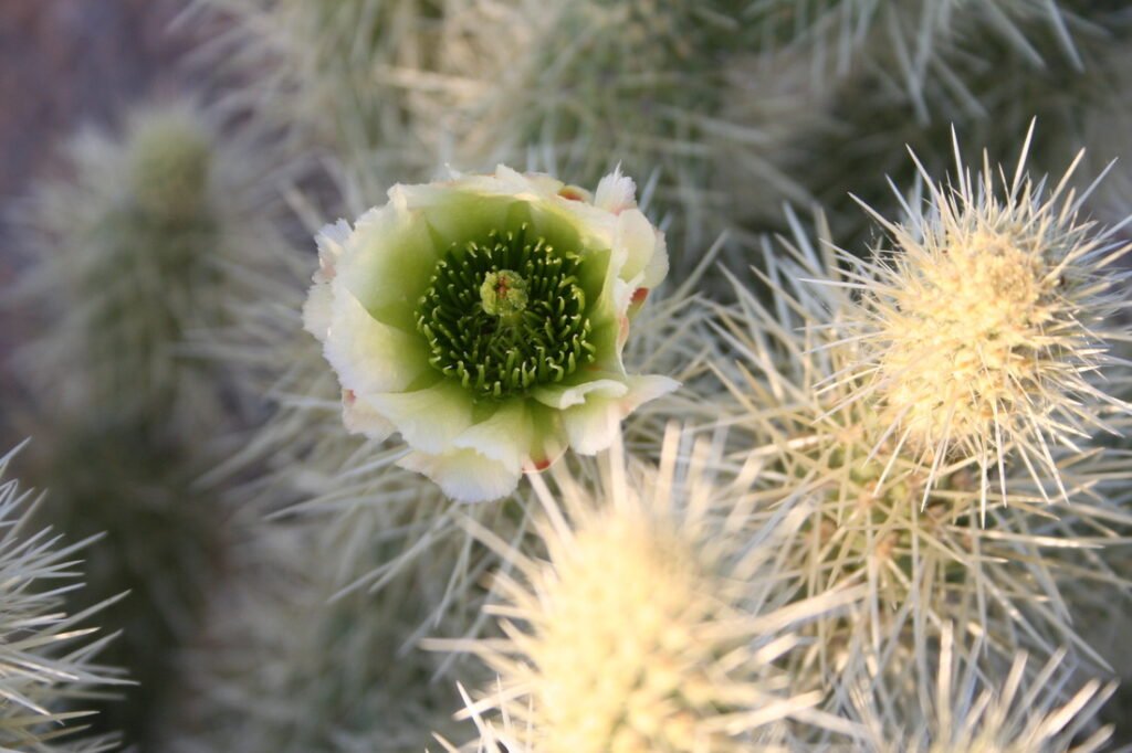 Cactus bloom